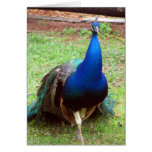Peacock Closeup Greeting Cards