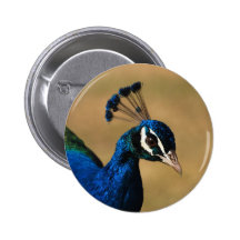 Peacock customizable badges & buttons