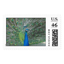 Peacock Dancing postage