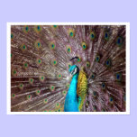 peacock display posters