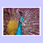 peacock display pride posters