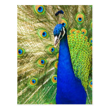 Peacock displaying its colorful plumage postcard