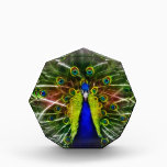 Peacock Dreamcatcher awards