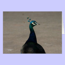 peacock face cards