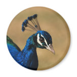 Peacock face - customizable magnet template