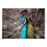 peacock face stong greeting card