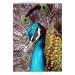 peacock face up greeting cards