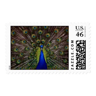 Peacock Fanfare stamp