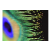 Peacock feather