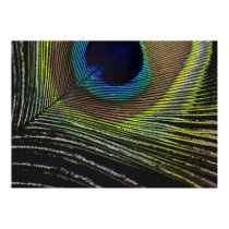 Peacock feather