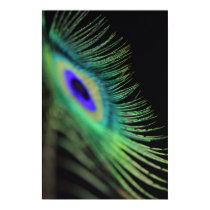 Peacock feather