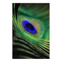 Peacock feather