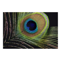 Peacock feather