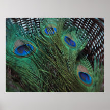 Peacock Feather and Wicker Basket Poster