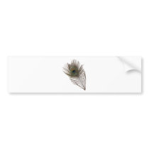 Peacock feather bumper stickers