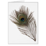 Peacock feather cards