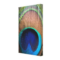 Peacock Feather Close-Up Detail Photo Canvas