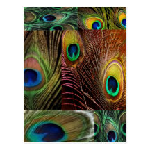 peacock feather collage post cards