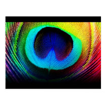 Peacock Feather Design postcards