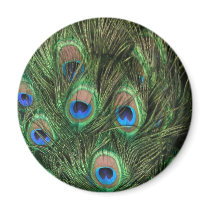 Peacock Feather Magnet