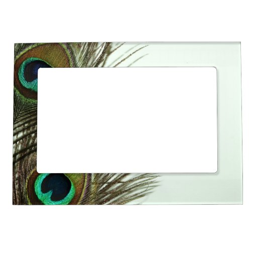 Peacock Feather Magnetic Frame | Zazzle