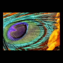Peacock feather on sunflower posters