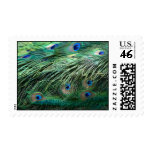 Peacock Feather Postage