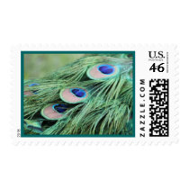 peacock feather postage stamp