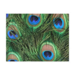 Peacock Feather Postcard