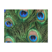 Peacock Feather Postcard