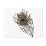 Peacock feather postcard