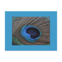 Peacock Feather Postcard by sunsett76 Peacock Feather Postcard