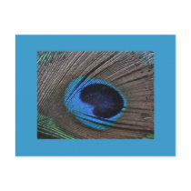 Peacock Feather Postcard