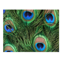 Peacock Feather Postcard