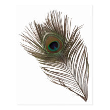 Peacock feather postcard