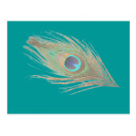 Peacock Feather Postcards