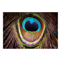 Peacock Feather posters by Fotografia Peacock Feather posters