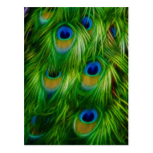 Peacock Feather Print Post Cards