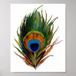 Peacock Feather Print