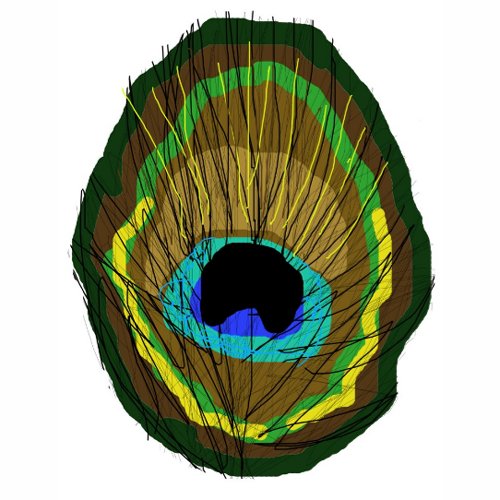 Peacock Feather sticker