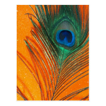 Peacock feather with Orange Glitter Still Life Post Cards