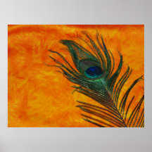 Peacock Feather with Orange Poster