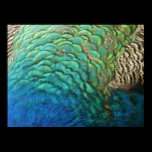 Peacock Feathers Abstract Nature Photography Print
