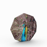 peacock feathers acrylic award