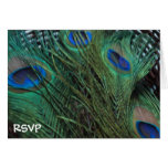 Peacock Feathers and a Wicker Basket Wedding RSVP Greeting Card