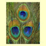 Peacock Feathers photography