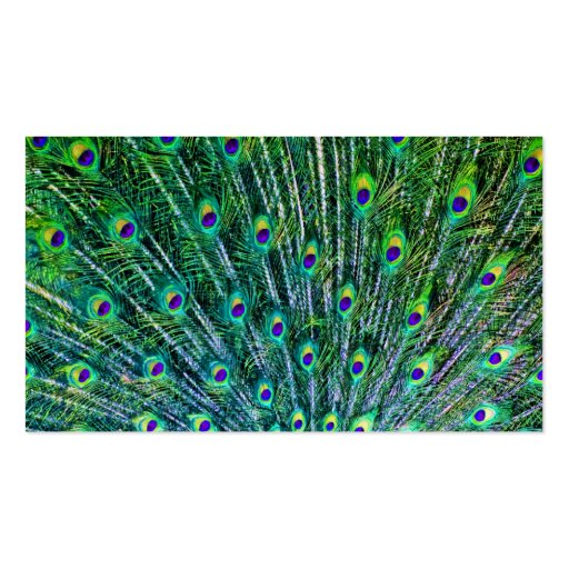 Peacock Feathers Business Card (back side)