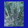Peacock Feathers Canvas Print
