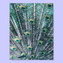 Peacock Feathers Canvas Print by lapatrick1161 Peacock Feathers Canvas Print