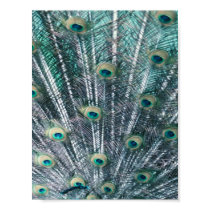 Peacock Feathers Canvas Print by lapatrick1161 Peacock Feathers Canvas Print